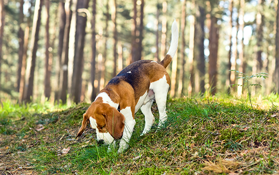 Tag jeres hund med på ferie i sommerhus og få dejlige oplevelser sammen Beagle snuser til skovbunden