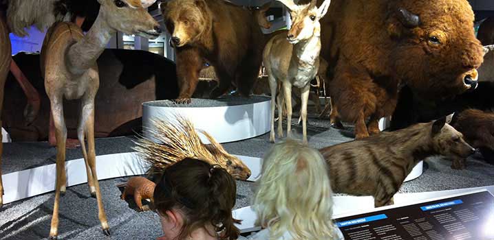 Kinder schauen sich die Ausstellung mit ausgestopften Tieren an / Naturhistorisk Kunstmuseum Kinder schauen sich die Ausstellung mit ausgestopften Tieren an / Naturhistorisk Kunstmuseum