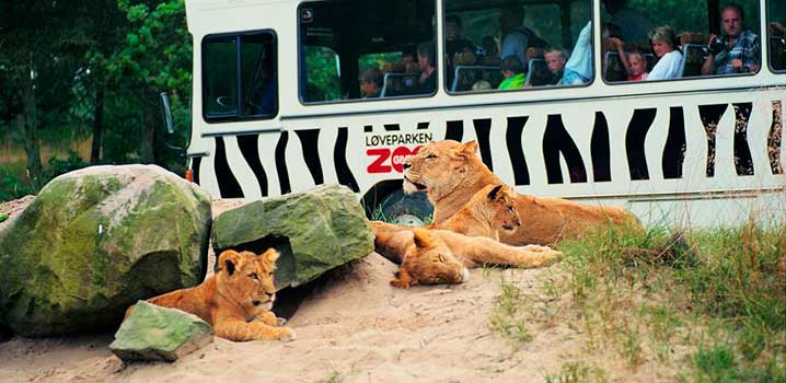 Zoos Zoos