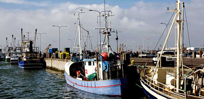 Man kann frischgefangen Fisch an den dänischen Häfen und an einigen Stränden kaufen. Man kann frischgefangen Fisch an den dänischen Häfen und an einigen Stränden kaufen.