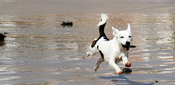 Laufender Hund Laufender Hund