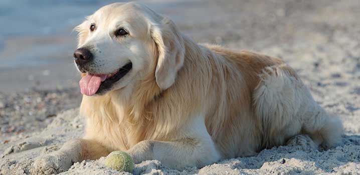 Hund am Strand Hund am Strand