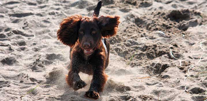 Ein kleiner Welpe auf dem Strand Ein kleiner Welpe auf dem Strand