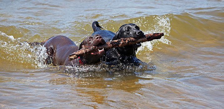 Zwei Hunde im Wasser Zwei Hunde im Wasser