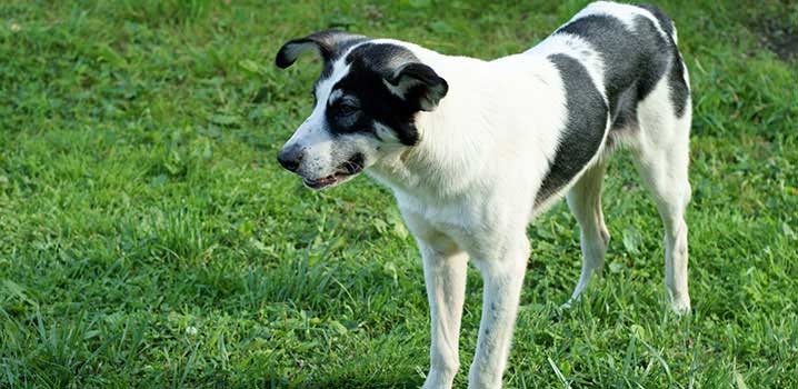 Ihr Hund darf ohne Leine in den vielen Hundewäldern in Dänemark laufen – und im Winterhalbjahr ohne Leine am Strand. Ihr Hund darf ohne Leine in den vielen Hundewäldern in Dänemark laufen – und im Winterhalbjahr ohne Leine am Strand.