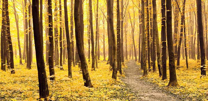 Wald Wald