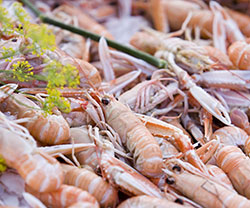 Fresh Norway lobsters on the harbour in Østerby Norway lobster festival on the harbour in Østerby