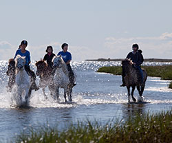 Riding on Icelandic horses in nature on Læsø Experience the beautiful nature of Læsø from a horseback