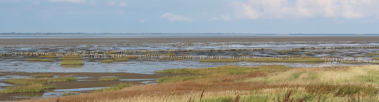 The marsh landscape by the Danish Wadden Sea and Ballum The marsh landscape by the Danish Wadden Sea and Ballum