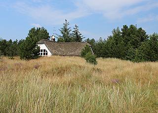 Die Ferienhäuser in Blåvand, Mosevrå liegen ungestört in der schönen Natur Die Ferienhäuser in Blåvand, Mosevrå liegen ungestört in der schönen Natur