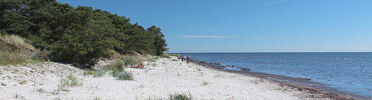 Der Wald erstreckt sich bis zum weißen Sandstrand im Ferienhausgebiet Dueodde Ferieby Der Wald erstreckt sich bis zum weißen Sandstrand im Ferienhausgebiet Dueodde Ferieby