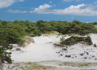 Imponierendes Dünengebiet zwischen dem Strand und den Ferienhäusern in Dueodde Imponierendes Dünengebiet zwischen dem Strand und den Ferienhäusern in Dueodde