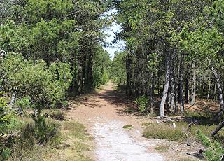 You can follow more walking paths through the woodlands with holiday homes in Helberskov You can follow more walking paths through the woodlands with holiday homes in Helberskov