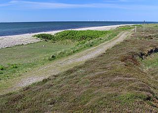 Naturlandskap klätt i ljung bortom kusten i Helligsø Naturlandskap klätt i ljung bortom kusten i Helligsø