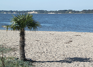 Der feine Sandstrand mit Palmen in Hvalpsund Der feine Sandstrand mit Palmen in Hvalpsund