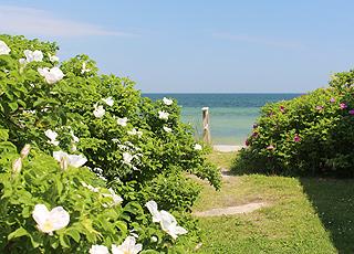 Pfad zum Strand zwischen den Ferienhäusern in Jørgensø Pfad zum Strand zwischen den Ferienhäusern in Jørgensø