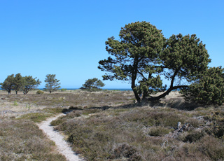 Between the holiday homes and the beach in Nordmarken you will find this scenic nature area Between the holiday homes and the beach in Nordmarken you will find this scenic nature area