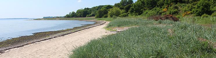 Grön och frodig natur bortom sandstranden i sommarstugeområdet Louns Grön och frodig natur bortom sandstranden i sommarstugeområdet Louns
