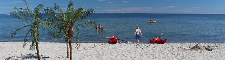 Small palms on the white sandy beach in the holiday home area Mommark Small palms on the white sandy beach in the holiday home area Mommark