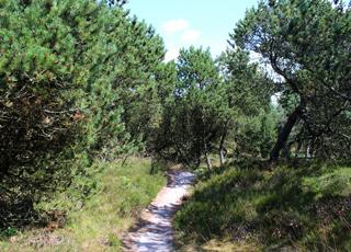 Den naturskønne Kirkeby Plantage med gode vandrestier ligger ved Kongsmark på Rømø Den naturskønne Kirkeby Plantage med gode vandrestier ligger ved Kongsmark på Rømø