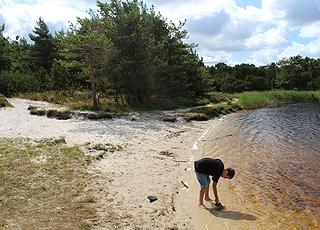 En lille sandstrand ved en sø i Kirkeby Plantage ved Kongsmark på Rømø En lille sandstrand ved en sø i Kirkeby Plantage ved Kongsmark på Rømø