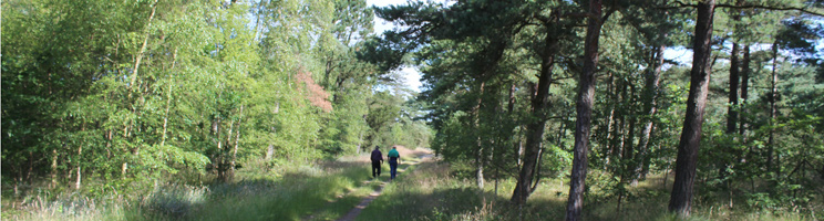 The holiday area Rømø, Vesterhede is located in scenic surroundings with plantation, moor and dunes The holiday area Rømø, Vesterhede is located in scenic surroundings with plantation, moor and dunes