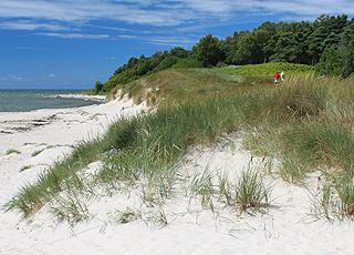 Wald und üppige Natur vor dem Badestrand von Öster Sömarken Wald und üppige Natur vor dem Badestrand von Öster Sömarken