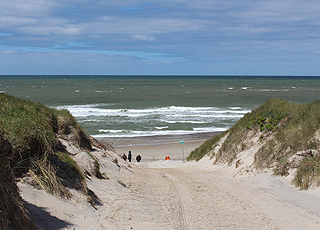 Adgang til den skønne sandstrand bag de høje klitter i Vedersø Klit Adgang til den skønne sandstrand bag de høje klitter i Vedersø Klit