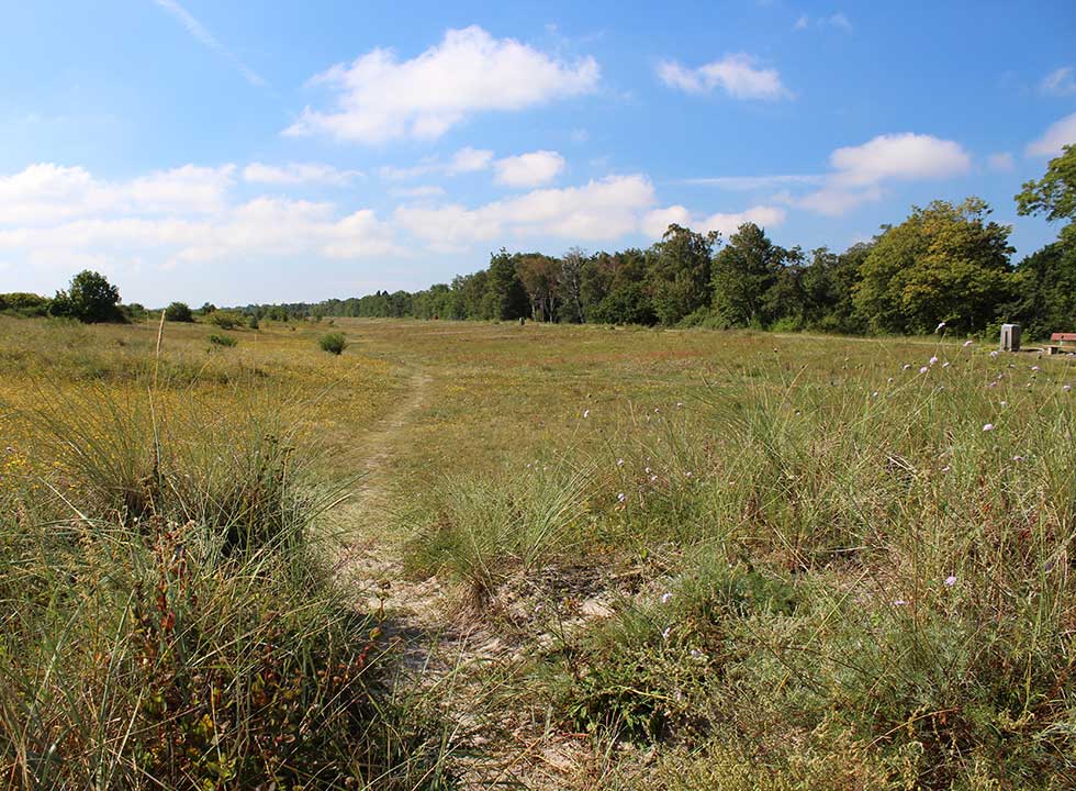 Skønt naturlandskab mellem sommerhusområderne og badestranden på Falsters østkyst Skønt naturlandskab mellem sommerhusområderne og badestranden på Falsters østkyst