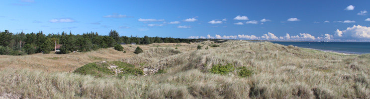 Dünenlandschaften, Wald und Ferienhäuser hinter dem Strand von Aalbäk Dünenlandschaften, Wald und Ferienhäuser hinter dem Strand von Aalbäk