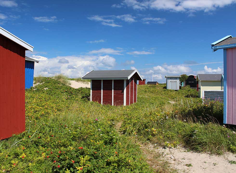Farverige badehuse i klitlandskabet bag stranden i Tisvildeleje Farverige badehuse i klitlandskabet bag stranden i Tisvildeleje