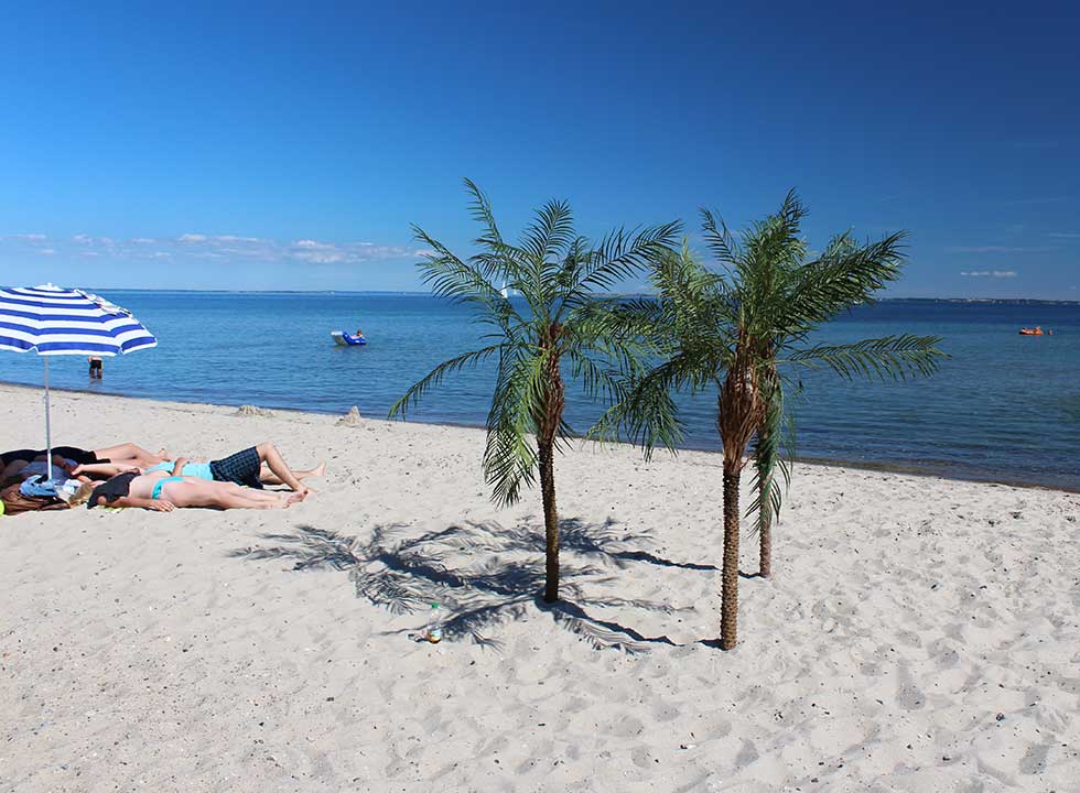 Palmer på den flotte badestrand i Mommark på Als Palmer på den flotte badestrand i Mommark på Als