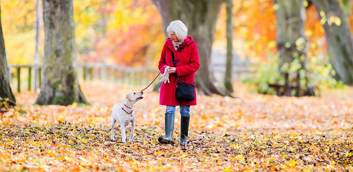 Der Hund liebt Herbstspaziergänge in Dänemark Herbstferien in Dänemark mit Hund
