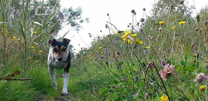 Hund läuft ohne Leine Der Hund darf frei laufen