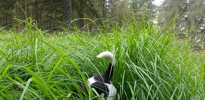 Hund schnüffelt im hohen Gras Hund findet etwas spannendes im Gras