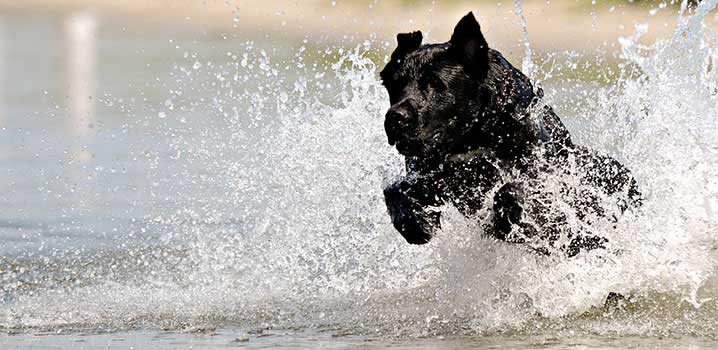 Hund im Wasser Hund im Wasser
