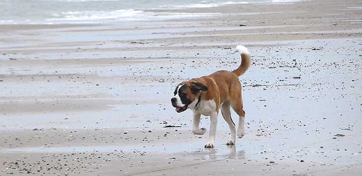 Hund am Strand von Blokhus Hund am Strand an der Nordsee