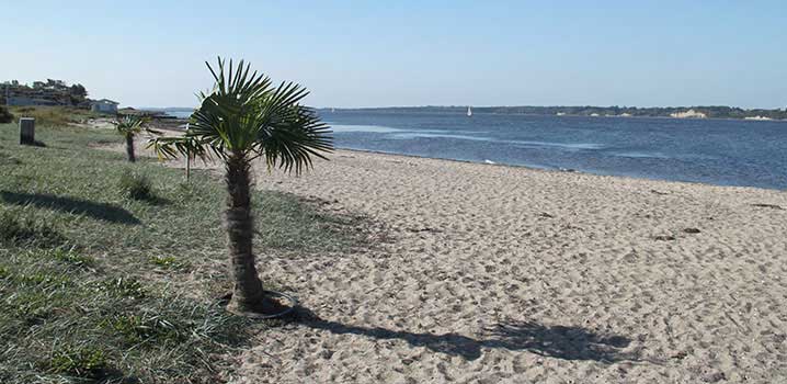 Palme am Strand Sandstrand mit Palmen