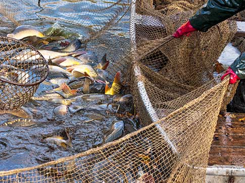 Überfischung der Meere Überfischung der Meere