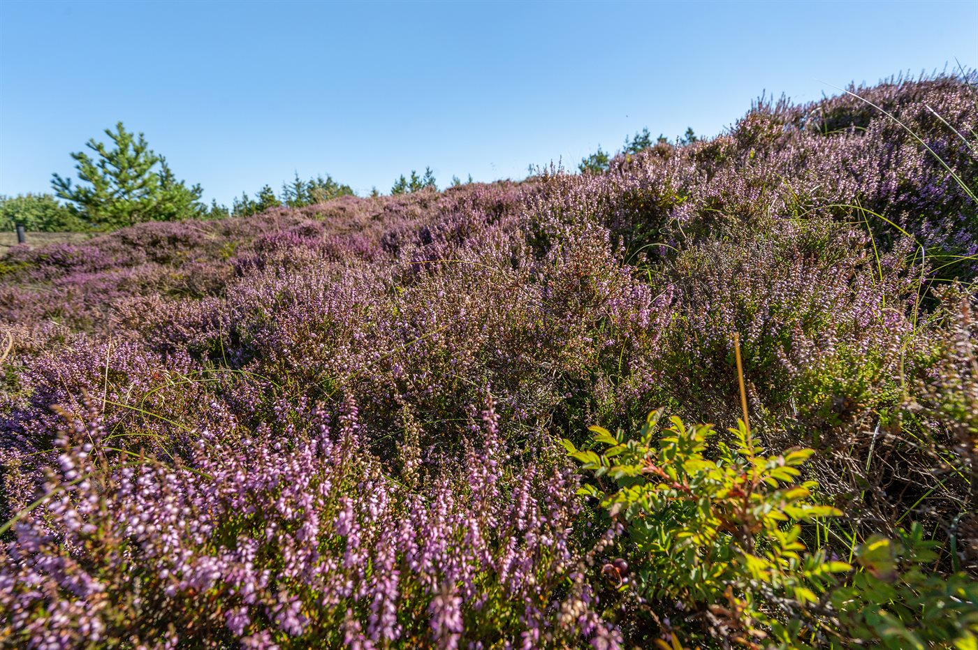 Dein Traumferienhaus auf Rømø – Meer, Natur und Gemütlichkeit! - Bild 3