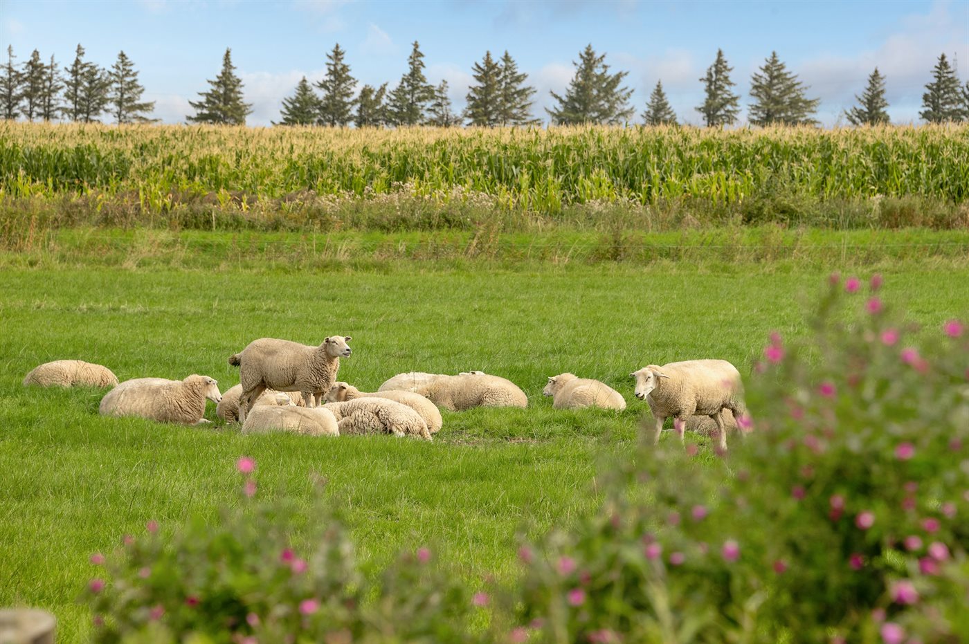 Ferienhaus 29-4058 in Ballum - Bild 3