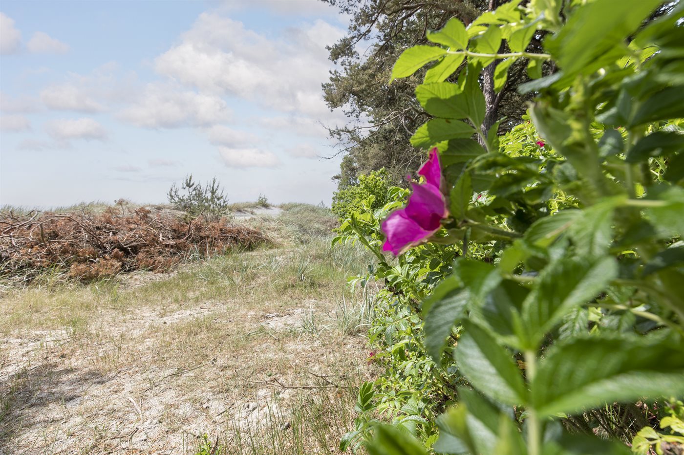Ferienhaus 95-1121 in Dueodde - Bild 5