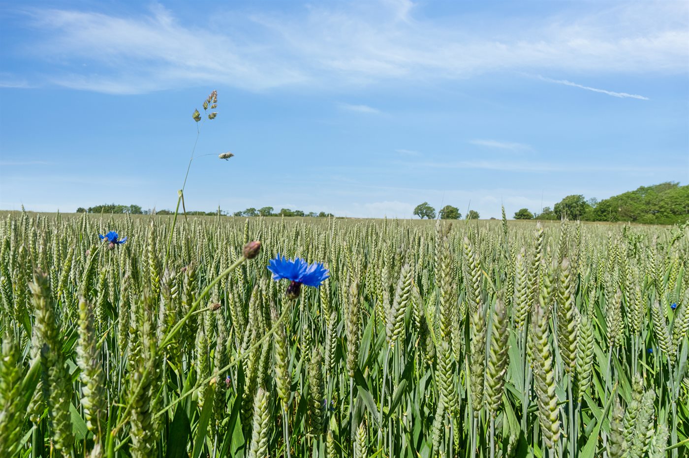 Ferienhaus 95-5505 in Allinge - Bild 2