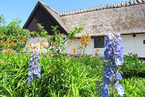 På landet strax utanför Köpenhamn Sommar på Ballerup Museum