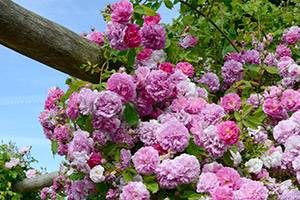 Blomster over alt Rosa blomster rundt treet