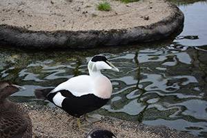 Se på fåglar vid Vadehavet Fågelanläggning vid Fiskeri- og Søfartsmuseet