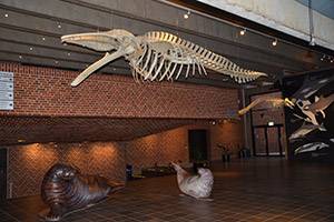 Jättestort valskelett Valskelett på Fiskeri- og Søfartsmuseet