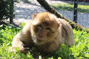 Sagen Sie Hallo zu den spaßigen Affen Berberaffe im Munkholm Zoo