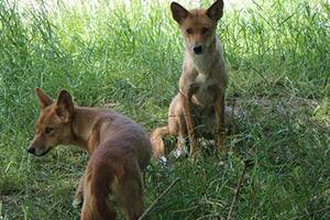 Dingos aus Australien Zwei Dingos
