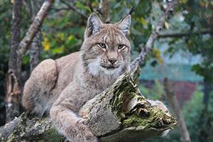 Der Luchs wartet auf Sie Der Luchs liegt auf einem Baumstamm